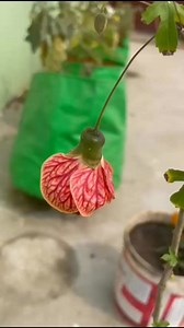 1.8K views · 18 reactions | Lantern hibiscus | Shagun Nursery | Facebook