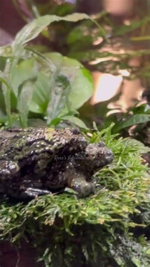 Oriental Firebelly Toad #nature #animals #wildlife