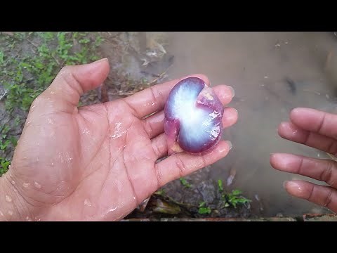 How to Clean Chicken Gizzard that easy way