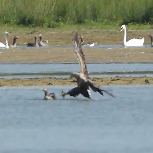 White-tailed Eagle hunts Goose | John Mark Davis Country Music