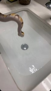 51K views · 1.6K reactions | Sparkles The Bug Eyed Freak #ballpython #ballpythons #ballpythonmorphs #royal Python #ballpythonsofinstagram #python #pythons #snake #snakes #snek #reptile #reptiles #reptilesofinstagram #reptilelover #reptilekeeper #pet #pets #daily #instagram #tiktok #reels #cute #fun #happy #ballpythonsoftiktok #boise #idaho | Black Lake Reptiles | Facebook