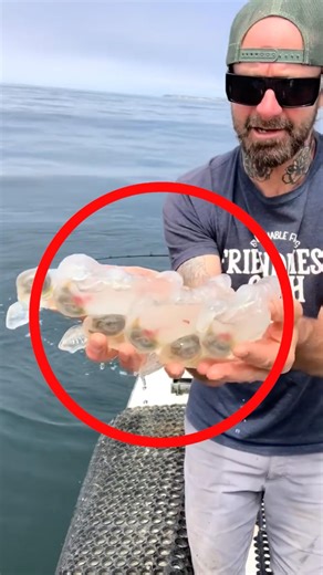 This Creature Cleans The Ocean 😱
