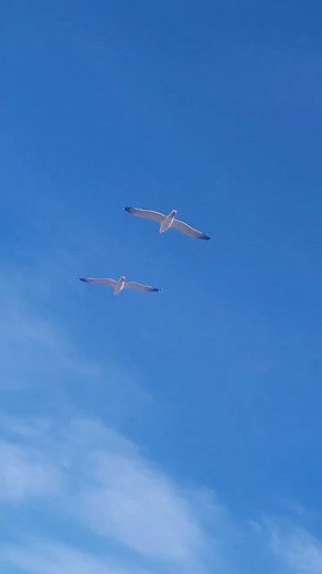 🕊Art of Flight Contest : Birds in Motion by @gromma13 . #bionicbird #metafly #metabird #bionicbirdcontest #artofflight #ornithopter #rcbird | Bionic Bird