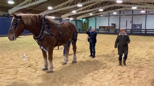 Draft Horse Driving