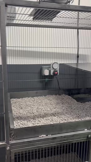 From bare base to rat paradise 🐀✨ Watch this cage transform into the ultimate enrichment haven! 🌿🪵🧩 #RatCageGlowUp #HappyRats #shoplocal #petshop #SupportSmallBusiness #petsfayre #smallbusinessuk #smallbusiness #pethotel #petboarding #rats #rabbits #smallanimals #hamsters #reptiles #birds #smallanimalboarding #guineapigs #rat #ratsofig #ratsofinsta #ratatouille #rats #ratsarepetstoo #ratsareawesome #ratstagram #ratsoftiktok #ratsofinstagram | Pets Fayre