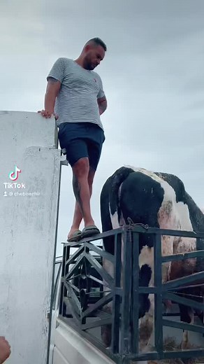 فلاح 🧑‍🌾 صباحكم بالخير ❤️ #Cheb_Bachir #الشاب_بشير | Cheb Bachir