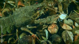 Broad Clawed Crayfish (Astacus astacus) sits on the bottom covered with shells, then slowly leaves the frame.