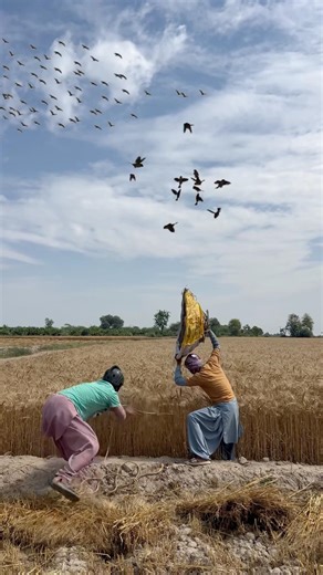Hunting for crow nest eggs in wheat 🌾 #hunting #farming #crow #nest #eggs #birds #eggs #ytshorts 😱