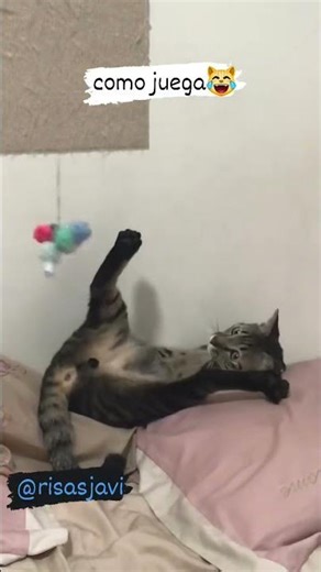 gato #fypシ゚viralシ #viral2026 #fyp #funnyvideos #reels #instagood #instagram #trending #funny