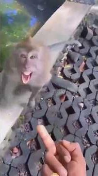 Scared Monkey Prank Terrifies Everyone 😂 | Funniest Reactions Ever