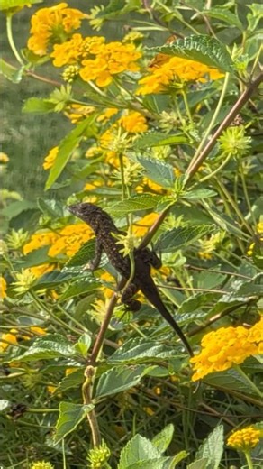Them geckos be chillin' 🦎 #oahu #vlog #gecko #lizard #jurassicpark