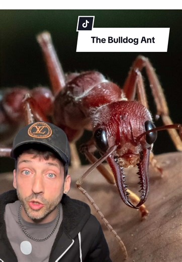 Discovering the Most Dangerous Ant: The Bulldog Ant