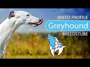 ► Greyhound Breed Profile [2022] Temperament & Training