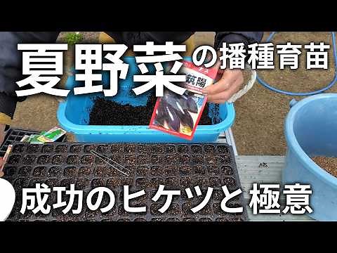 【初心者でも簡単】種からはじめる家庭菜園の種まきと育苗ガイド