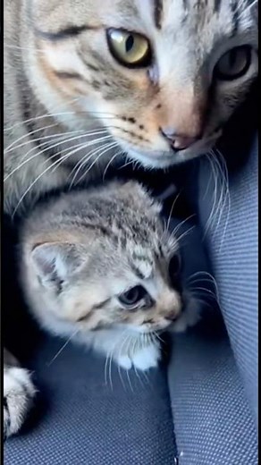 Cat vs Hippo: seconds where one wrong move meant disaster 😰