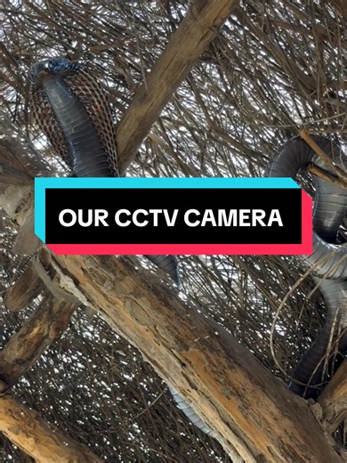 Snake King CCTV Camera Caught on CCTV: Viral CCTV Footage Explained