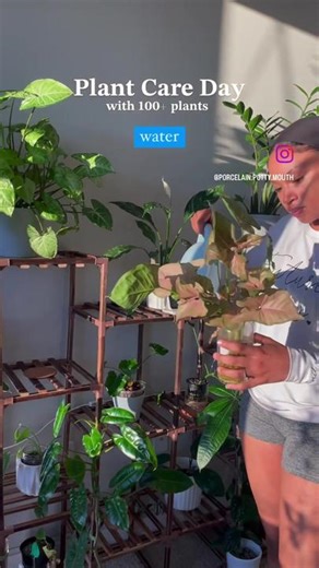 Just another day in the life of a struggling/thriving plant mom😂😂 who can relate🤷🏽‍♀️ 1. I use tapwater that’s been allowed to sit for 24 hours, and pH balance between 5.5 and 6. 2. I trim any unsightly or dead/dying leaves, and take a closer look to make sure nothing‘s wrong with any of my plants. Then I typically prophylactically treat all of my plants every other watering day. (if you need the link for the spray comment below and I will send it to you!!) 3. then I simply repeat this routi