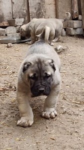 21K views · 923 reactions | Ayi gibi olacaklar... #çorum #kangal #köpek #kangalköpeği #malakli #akbaş #bigdog #kangaldog #malaklı #dog #puppy #hund | Murat Akbaş | Facebook