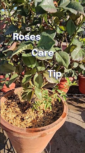 Cutting sucker branches in roses