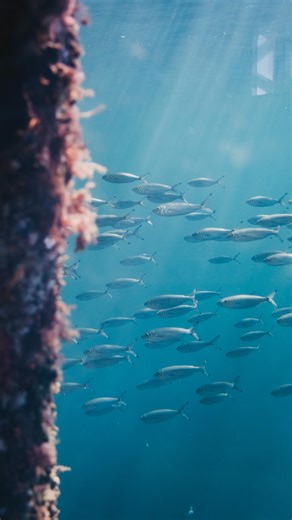Our swimmers aren’t the only ones with incredible stories worth celebrating… Beneath the Busselton Jetty lies a vibrant ecosystem of more than 300 species, including marine sponges that produce extraordinary chemical compounds which may hold the key to treating cancer, infections and inflammatory diseases.✨ Learn more about the @busseltonjettyinc’s Marine Pharmacology Project and this groundbreaking research on the Busselton Jetty website.🪸🪼💕 🎥 @edwina_b ✨ @sunriseon7 | Busselton Jetty Swim