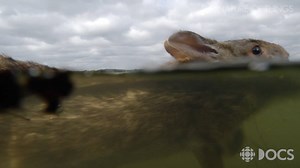 209K views · 2.5K reactions | This is the first time that a wild...