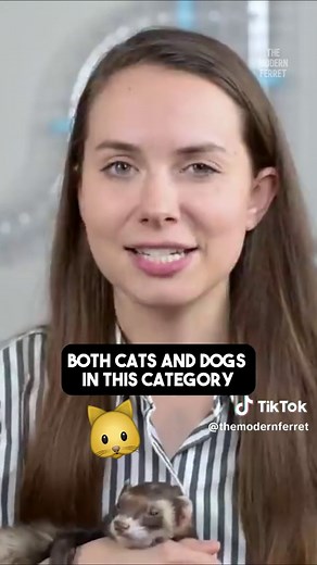 Mr. Moose the Famous Ferret (@themodernferret)’s videos with original sound - Mr. Moose the Famous Ferret