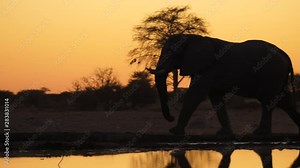 Big bull elephant, side view silhouette against deep orange sunset sky and tree silhouettes, walks behind waterhole, see reflection of legs in water. Small jackal walks past behind.