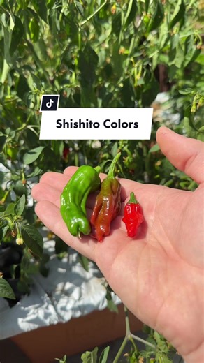 Exploring Shishito Peppers: Colors and Flavors