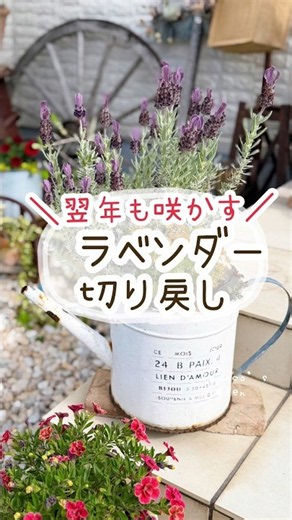 翌年も探す。ラベンダー切り戻し。