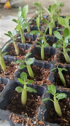 Adenium Repoting finished P-3 #adenium