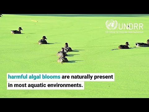Harmful Algal Bloom