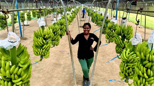 Ghana s Banana Powerhouse: Inside the Massive Production Export… | ENYONAM THE GHANAIAN FARMER