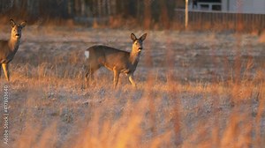 Naive white tailed deer attentively cross a wide open field at sunrise - Long wide tracking slow-motion shot