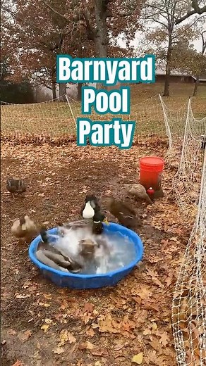 Barnyard pool party #animalshorts #farmlife