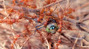 Giant anteater vs termite colony numbers compared