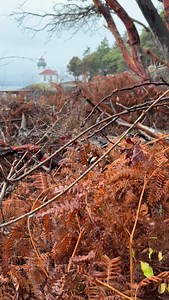 Have you seen the Limekiln Lighthouse in winter, when the rust-tinted fern fronds echo the color of its roof? ✨ What other places feel a little magical when the cold sets in? #WinterMagic #LimekilnLighthouse #CoastalVibes #NaturePalette #WinterWanderings | Living Medical Arts PLLC.