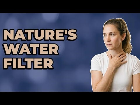 What Role Do Wetlands Play In The Water Cycle?