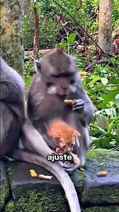 Monkey and kitten: why do primates adopt other species?