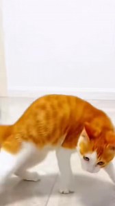 382K views · 9.7K reactions | Strange behavior of cat #fyp #behavior #cats #foryou | Ashley Gabagat Rosende | Facebook