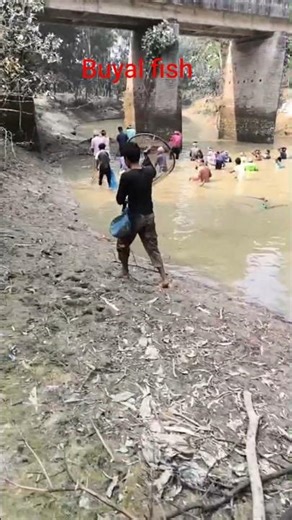 Catching a huge boal fish from the river with a key net #fishing #shorts #nature #fish #villagepond