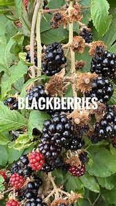 Blackberries. Might be my favourite thing to forage. This time of year, they’re everywhere. The best advice I can give you? Get out there and pick some. They’re delicious. Don’t worry about bugs inside them. Don’t get worked up about dog wee either, just wash the bloody things. They’re fabulous. Not always super sweet, mind you. There are about 300 different varieties of blackberry in Britain, so sometimes you’ll get tiny sour ones, sometimes big fat juicy ones that are like three berries in one