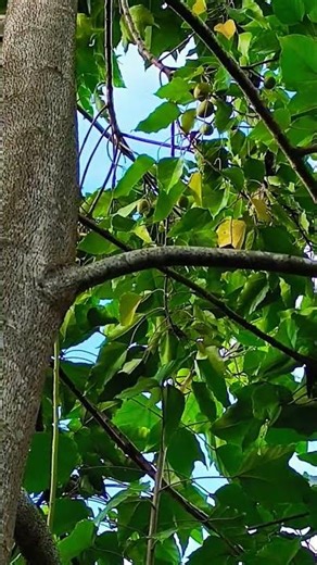 In early 2026, candlenut plants will start to produce fruit.