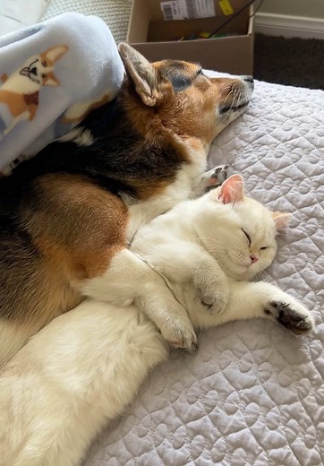 Hammy and Olivia: A Heartfelt Celebration