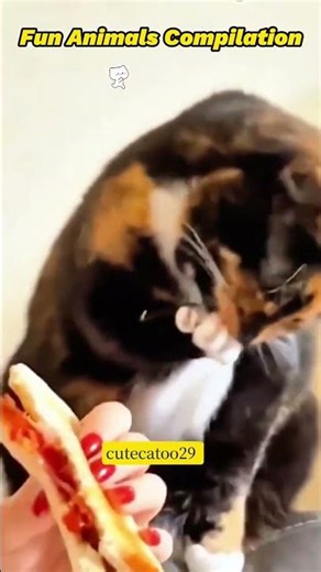 Fun Animals Compilation #cat#funny#pets 260328