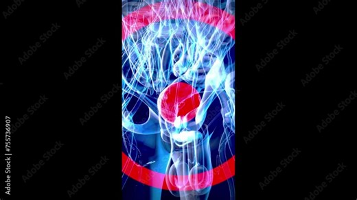 Conceptual vertical animation of the bladder