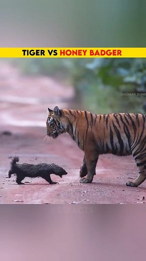 1.4M views · 20K reactions |  Unbelievable Jungle Battle! #tiger #honeybadger #animals #viralreelsシ #facts | SS FACTS | Facebook