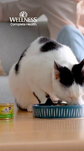 32K views | Balanced nutrition recommended by vets. Shop 90+ mouthwatering Wellness® cat food forms & flavors. | PetSmart | Facebook