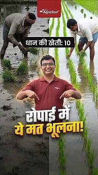 Correct method of planting paddy #dhankikheti #agrostar #paddy #farming
