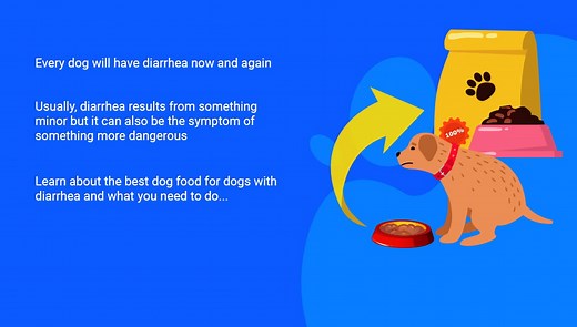 The Best Dog Food for Dogs With Diarrhea and Loose Stools