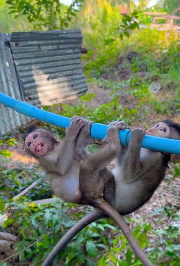 #littlemonkey #cutemonkey #SmartMokey #lifeofmonkey #Smallmonkey #reelitfeelit #ReelMonkey | Monkey Loop